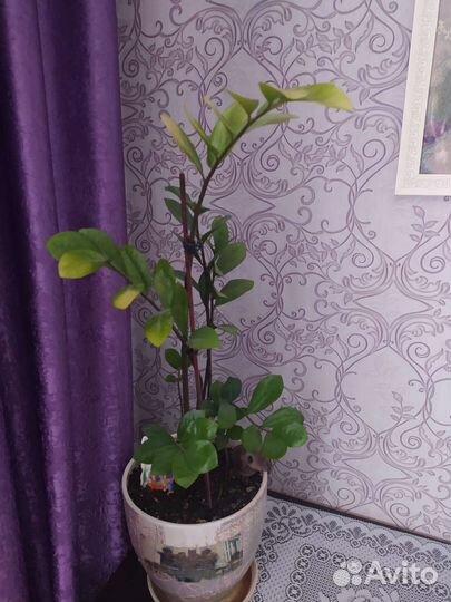 Замиокулькас