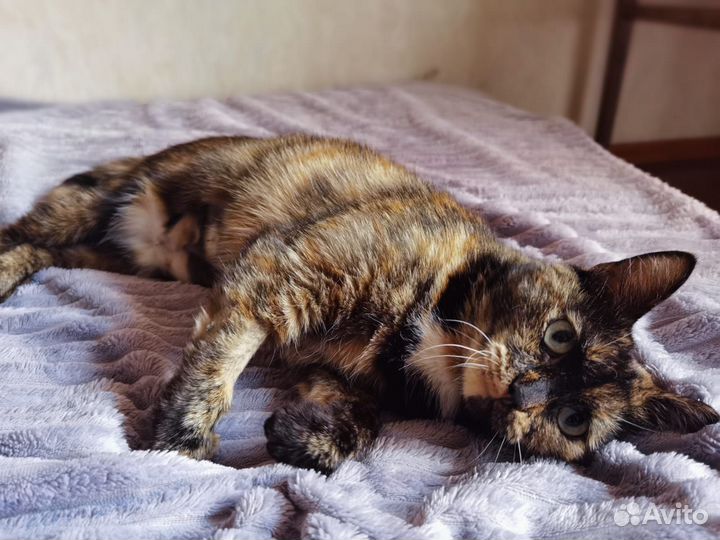 Трехцветное счастье в дом