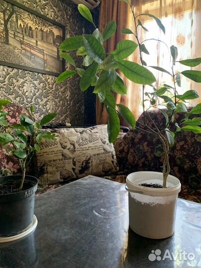 Лимоны комнатные