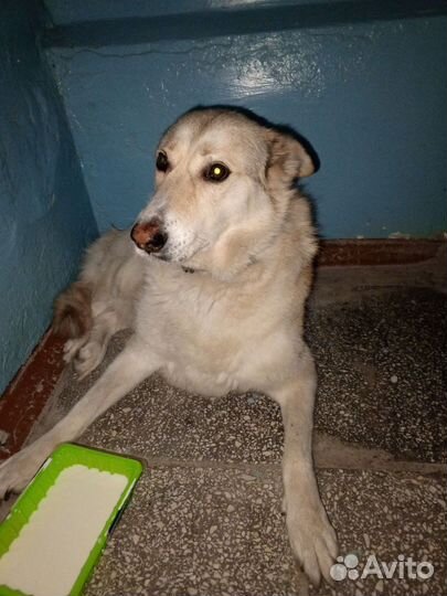 Собака в добрые руки