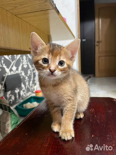Котята полу абисины