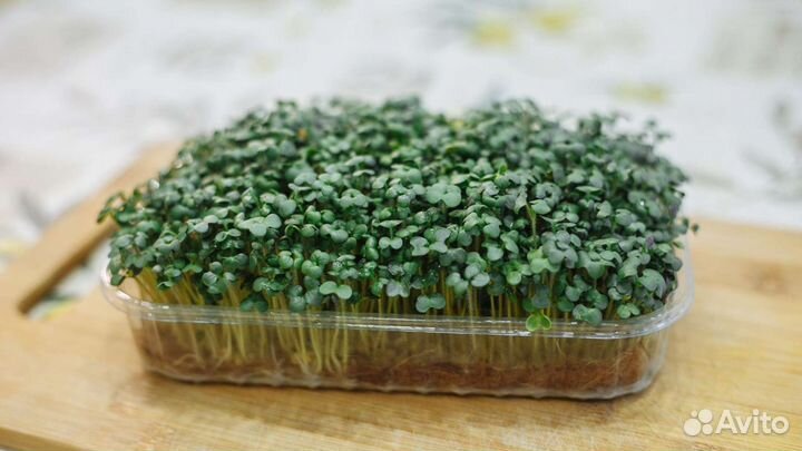 Микрозелень