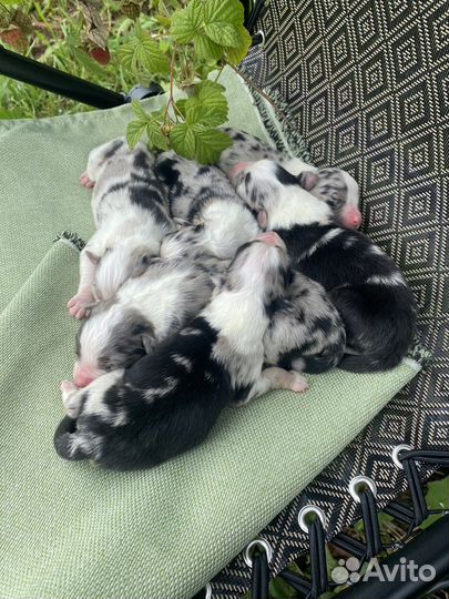 Австралийская овчарка