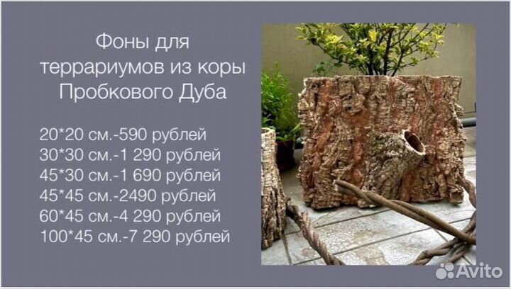 Кора пробкового дуба