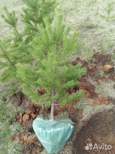 Сосна Уральская