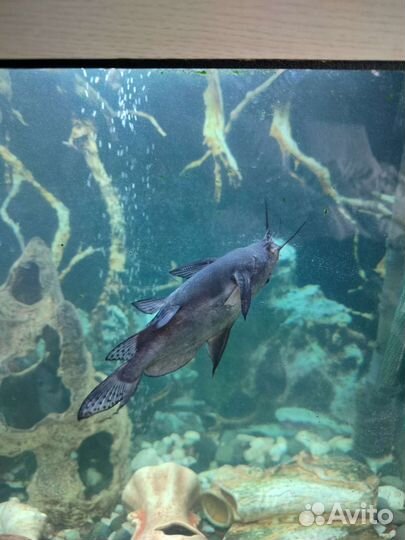 Аквариум с тумбой 230литров