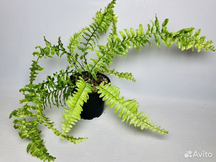 Папоротники