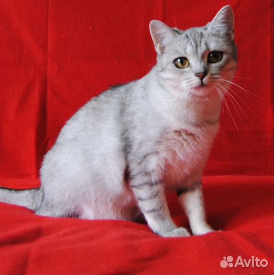 Кошечка в добрые руки