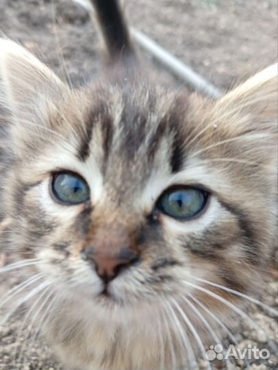 Котята в добрые