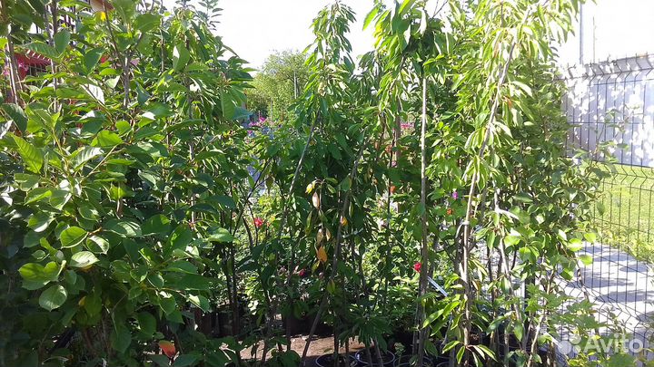 Саженцы. Плодовые деревья и кустарники