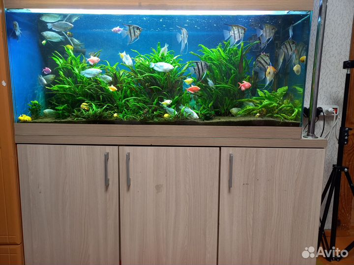 Аквариум 200 литров с тумбой