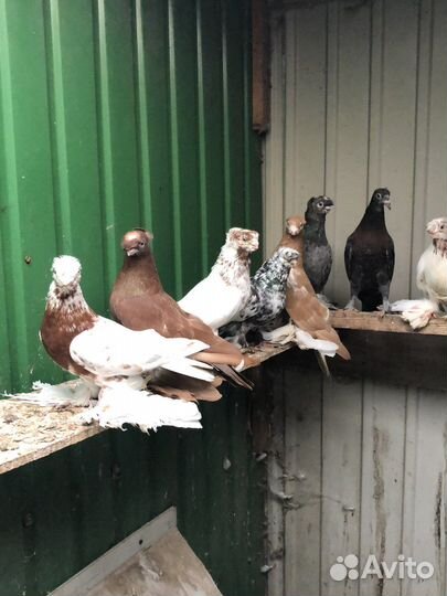 Продажа узбекских голубей