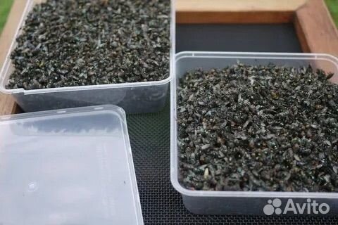 Мертвые мухи