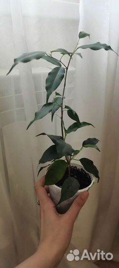 Фикус бенджамина де гантель