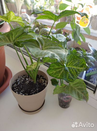 Сингониумы и сциндапсус