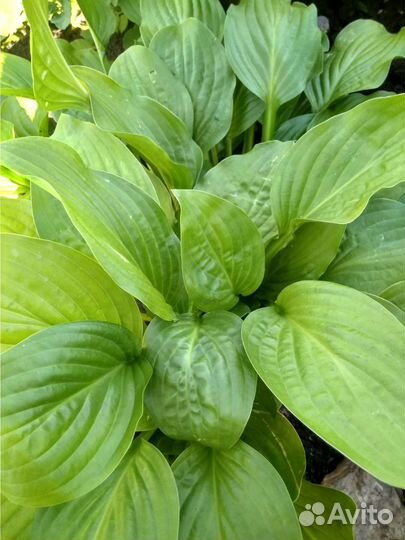 Хоста растение для сада