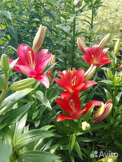 Астильба, лилии, ромашки