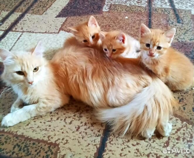 Котята в добрые руки