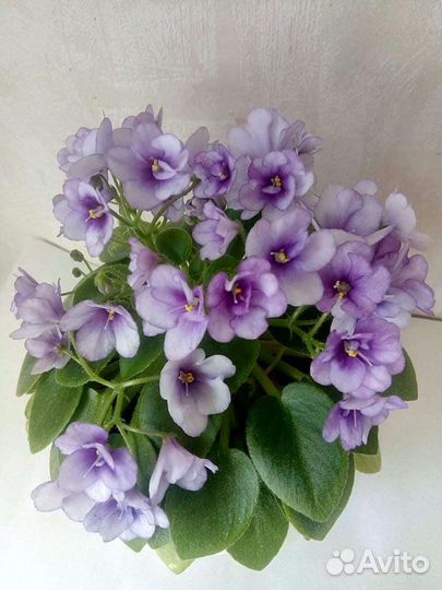 Сенполия (фиалка)