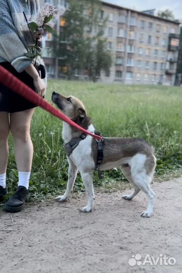 Собака мальчик красавчик