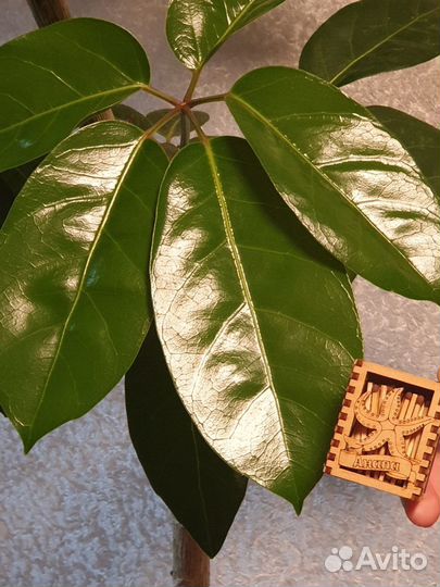 Шеффлера Амате (Schefflera Amate)