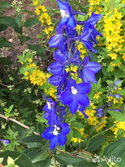 Многолетние цветы