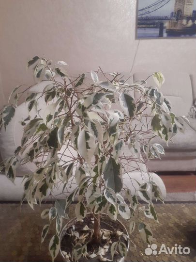 Красивый фикус