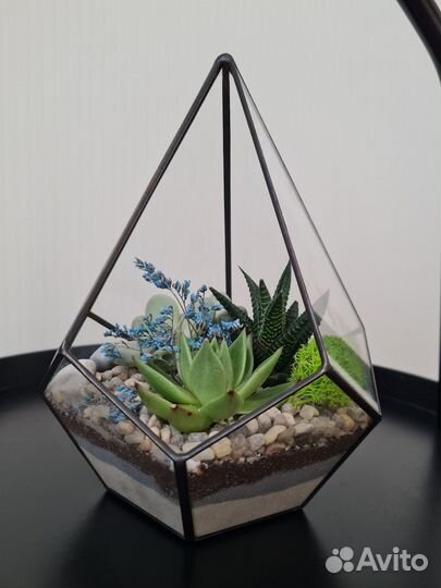 Флорариум капля малая