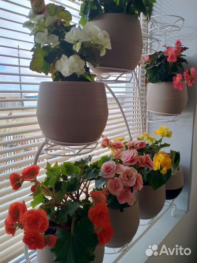 Бегония элатиор