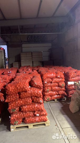 Лук репчатый