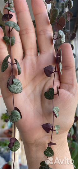 Церопегия вуда