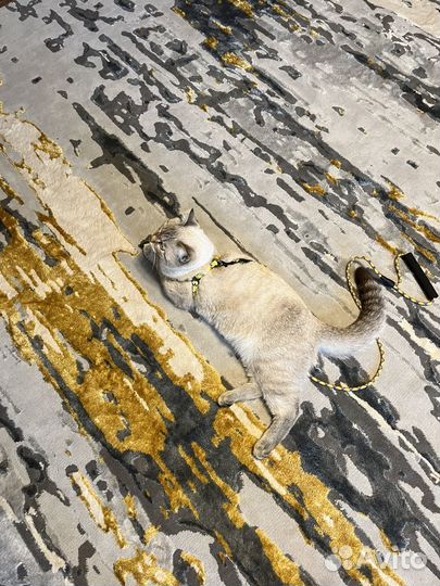 Кот для вязки