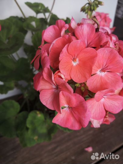 Герань пеларгония
