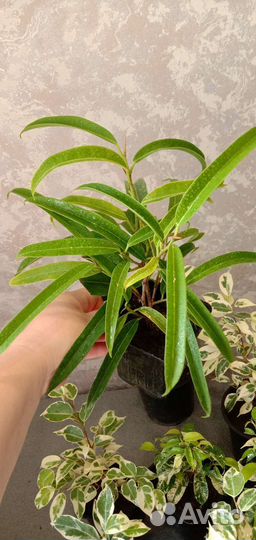 Коллекционные фикусы - подростки