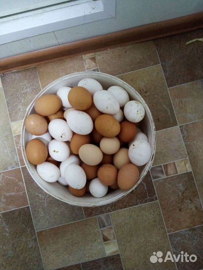 Домашние куриные яйца