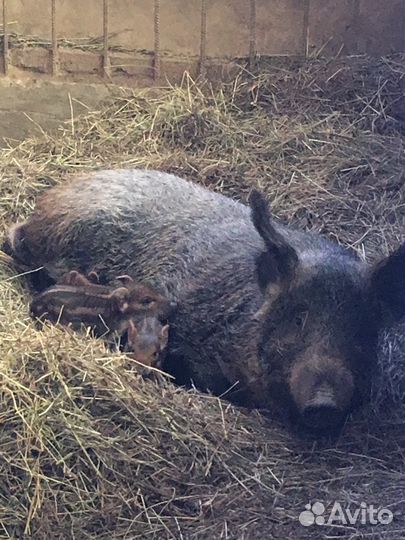 Дикие кабаны