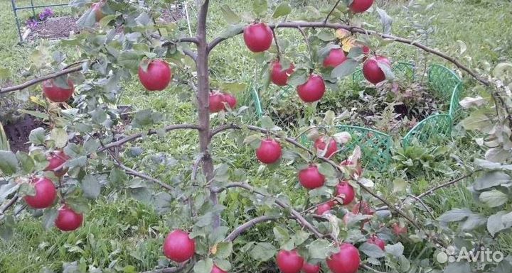 Саженцы яблони Веньяминовское