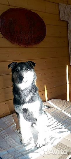 Щенок, в добрые руки