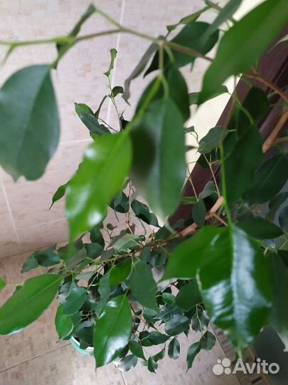 Фикус Бенджамина Эльдорадо