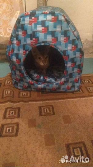 Домик для животных