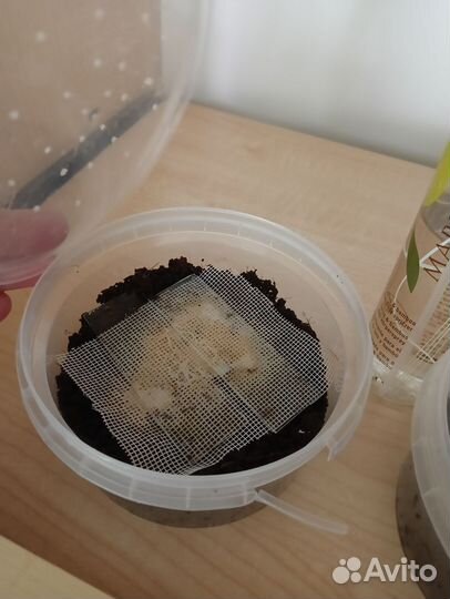 Гриндальский червь