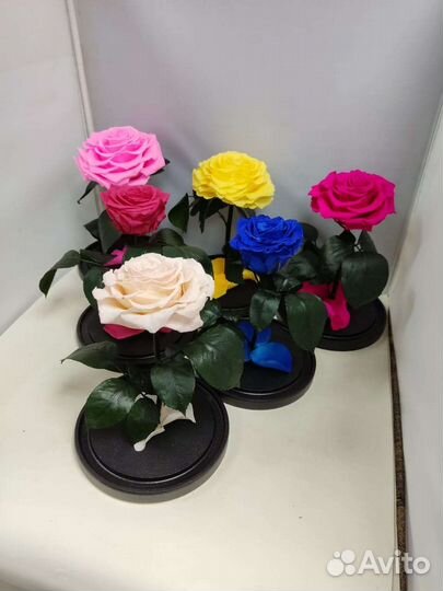 Розы оптом