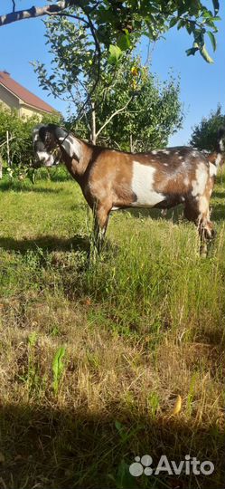 Англо нубийский козел