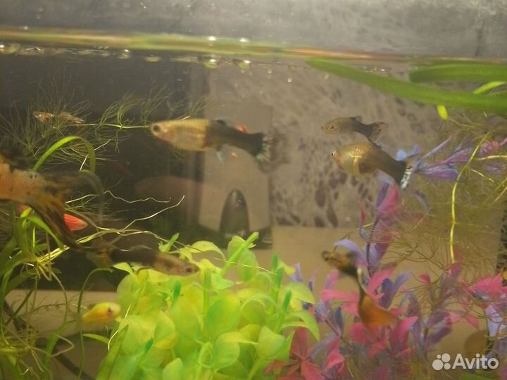 Рыбки гуппи