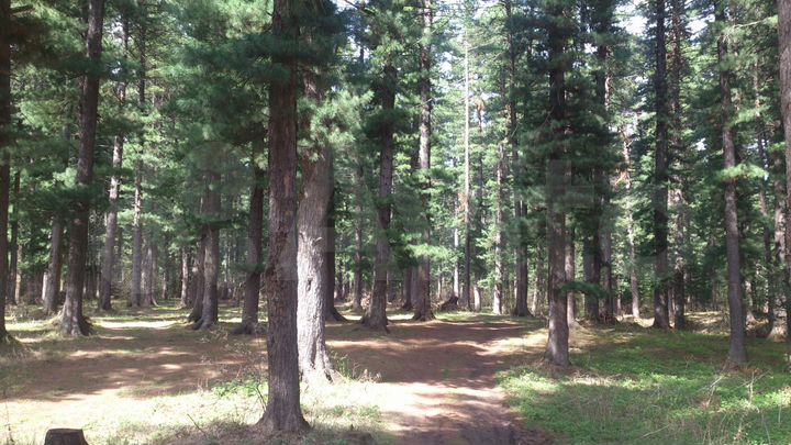 Участок 10 сот. (СНТ, ДНП)