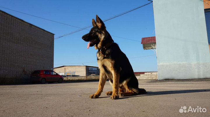 Выгуливать собак