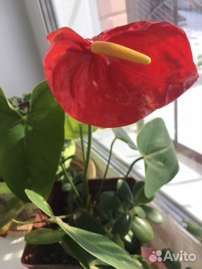 Растение Антуриум