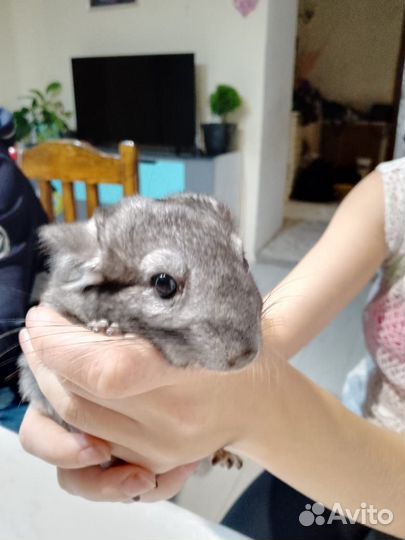 Шиншилла