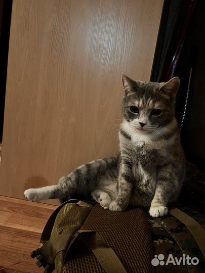 Кошка Метис