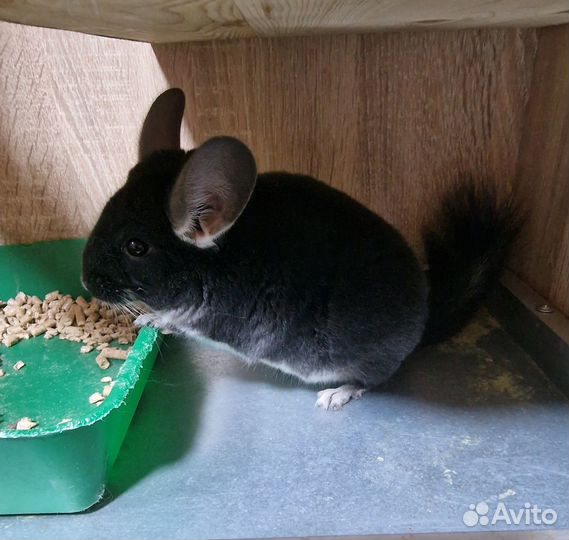 Шиншилла окраса черный жемчуг